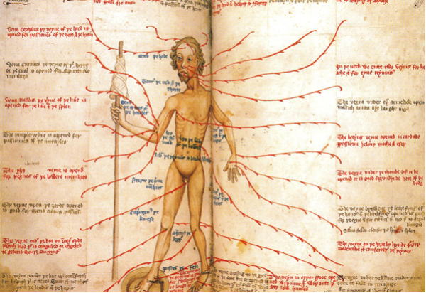 瀉血人体図　15世紀