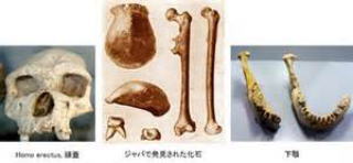 ジャワ原人の脳頭骨と大腿骨